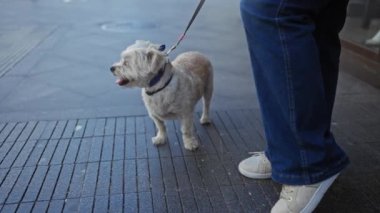 Şehirde küçük köpeğini gezdiren bir kadın günlük kıyafetler ve rahat ayakkabılar giyerek şehir ve açık hava ortamını yakalıyor.