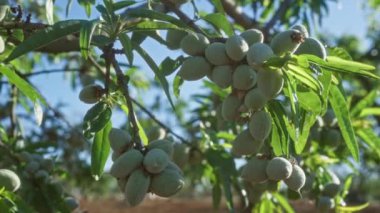 Puglia, İtalya 'da yemyeşil ve zengin tarım arazilerinde badem dalları ve güneşli mavi gökyüzünün altında..