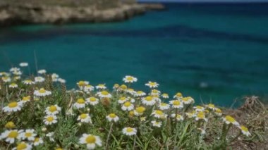 Salento, puglia 'nın sahil kayalıkları boyunca çiçeklenen güzel deniz kenarındaki papatyalar berrak mavi gökyüzünün altında canlı turkuaz sulardan oluşan bir zemin oluşturuyor..