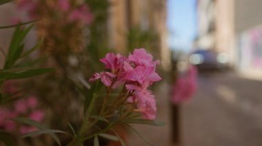Neryum zakkum çiçekleri güneşli Mallorca 'da arka planda bulanık bir arabayla şehir planına karşı canlı pembe yapraklar sergiliyor..