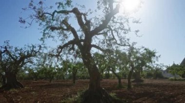 Güney İtalya 'nın Puglia bölgesindeki güneşli bir meyve bahçesinde bulunan zeytin ağaçları açık mavi gökyüzünün altında bükülmüş gövdelerini ve geniş dallarını gösteriyor..