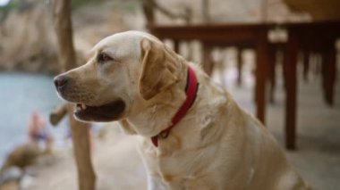 Labrador 'u okşayan kadın, ahşap yapılarla çevrili suyun yanında huzurlu bir bağ kurma anı yaşıyor.