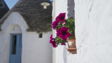 Terra cotta bitkisindeki canlı mor petunyalar güneşli bir günde Alberobello, Puglia, İtalya 'da geleneksel bir trullo evinin beyaz duvarlarını süslüyor..