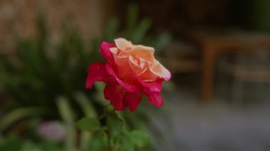Mallorca 'da açık havada bulunan canlı pembe çay gülü, karmaşık taç yapraklarıyla doğal güzellikler sergiliyor. Balkulak adalarındaki yemyeşil arkaplanı tamamlıyor..