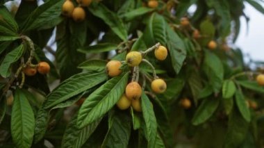 Loquat meyveleri ve yemyeşil yapraklar Güney İtalya 'da, Puglia' da bir açık havada ağaçta..