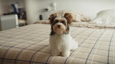 Bisikletli teriyer köpek yavrusu, rahat bir yatak odası ortamında, ekose bir yatak örtüsüne dikkatlice oturur..