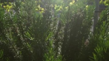 Puglia, İtalya 'da yemyeşil bir bahçedeki verimli biberiye çalıları doğal ortamlarında Rosmarinus officinalis' in canlı yeşilliğini gözler önüne seriyor..