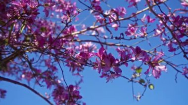 Puglia, İtalya 'da güneşli bir günde serçenin üzerinde açan güzel mor çiçekler..