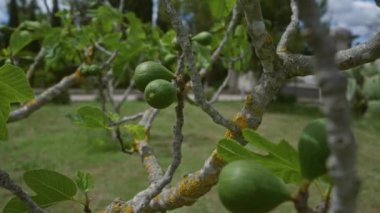 Açık havada puglia, italyan, yeşil meyveli incir ağacı dalları ve canlı yapraklar Akdeniz çevresini yemyeşil bir bahçede sergiliyor..