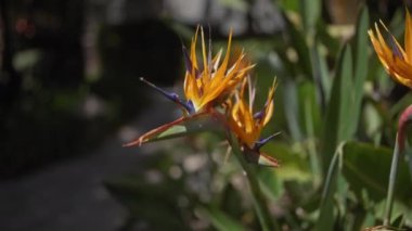 Yumuşak odaklı arka planda yeşil yapraklı canlı bir cennet kuşu, strelitzia reginae yakın plan.