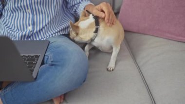 Orta yaşlı bir kadın evdeki bir kanepede, dizüstü bilgisayarın yanında sıcak bir iç mekan görüntüsü tasvir ederek chihuahua 'sını besliyor..