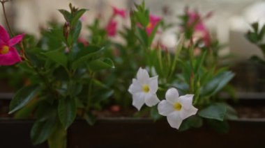 Mandevilla Sanderi 'nin güzel beyaz çiçekleri Puglia, Güney İtalya' da açık bir bahçede, arka planda pembe çiçekler ve yeşil yapraklarla..