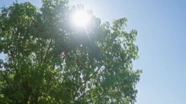 Canlı bir puglian ağacı, yemyeşil yaprakları ve güney İtalya 'da parlayan güneş ışığıyla.