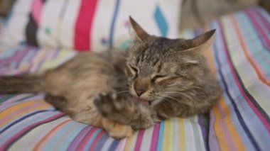 Renkli çizgili kumaş üzerinde uyuyan kedi. Açık havada huzur ve konforlu bir ortam sergiliyor.