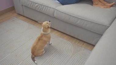 Olgun bir kadın Chihuahua ile kanepede dinleniyor ve rahat oturma odasında ona bakıyor.