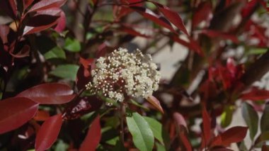 Güneş ışığında beyaz çiçekli kırmızı yapraklı bir fotinia çalısının yakın çekimi, yaprağın kontrastını ve dokusunu vurgular.