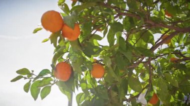 Murcia 'da, İspanya' da, açık bir gökyüzünde asılı duran ve doğanın cömertliğini gösteren güneş ışığı görmüş portakallar..