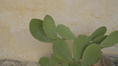 Güney İtalya 'da Puglia' da, gün ışığı altında, yaşlı bir duvara karşı büyüyen yeşil dikenli bir kaktüs opuntia fius indica..