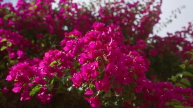 Parlak pembe çiçekler ve güneş ışığı altında yemyeşil yapraklarla Mallorca 'da açan canlı bougainvillea glabra.