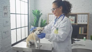 Beyaz laboratuvar önlüklü olgun bir İspanyol kadın profesyonel olarak kapalı bir veteriner kliniğinde bir chihuahua tımar ediyor..