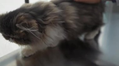 İçeride tüylü bir kedi görülmüş. Bu da veteriner muayenehanesine gidip hayvanın tüylerini ve narin özelliklerini yakaladığını gösteriyor..