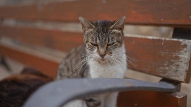 A serene tabby cat squints while relaxing on a wooden bench in a tranquil outdoor setting. clipart