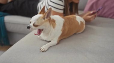 Genç bir İspanyol kadın rahat bir oturma odasında Chihuahua köpeğiyle kanepede uzanırken cep telefonu kullanıyor..