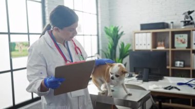 Genç bir kadın veteriner modern bir klinikte bir Chihuahua 'yı muayene ediyor..