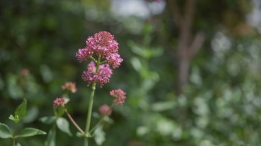 Yakın plan santranthus ruber, yaygın olarak kırmızı kediotu olarak bilinir, doğal açık hava ortamında, bir bokeh arka plan ile.