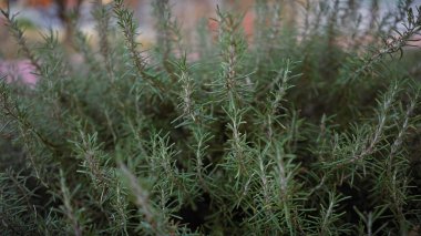 Rosemary Bush Rosmarinus officinalis Murcia, İspanya 'da doğal bir açık hava ortamında mutfak ve bahçıvanlık temalarını betimliyor..