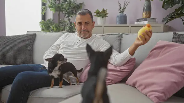 stock image Middle-aged hispanic man with two chihuahuas relaxing on a living room couch in an indoor home setting.