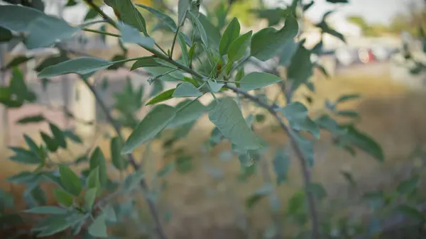 stock image Close-up of green foliage in murcia, spain, with soft focus background highlighting natural outdoor details.