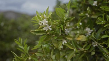 Çiçek açan portakal ağacının, turunçgilin, yeşil yaprakların ve odak noktasında beyaz çiçeklerin olduğu yakın plan..