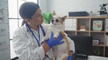 Güzel, genç, İspanyol bir veteriner veteriner bir veteriner, veteriner kliniğinde bir chihuahua köpeği tutuyor ve evcil hayvanlara gösterilen ilgi ve ilgiyi gösteriyor..