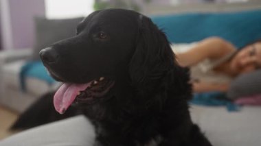 Genç bir İspanyol kadın rahat bir oturma odasındaki kanepede dinlenirken, mutlu siyah labrador köpeği ön planda oturup sıcak ve iç mekanla ilgili bir sahne yaratıyor..