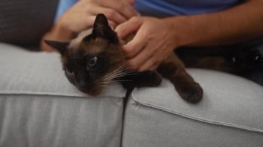 Bir adam, bir siyam kedisini sıcacık oturma odasındaki gri bir kanepede rahatça dinlenirken okşar..