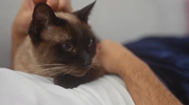 Beyaz gömlekli bir adam evde dinlenirken siyam kedisini sevgiyle besliyor..