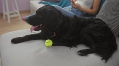 Genç bir İspanyol kadın, evinde tenis topuyla oynayan labrador köpeği ile oturma odasında dinlenirken telefonunu kullanıyor..