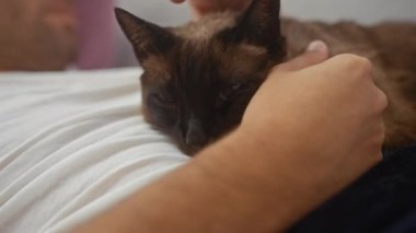 Bir insan, rahat bir evde, beyaz bir yatakta dinlenen gevşek bir siyam kedisini nazikçe okşar.