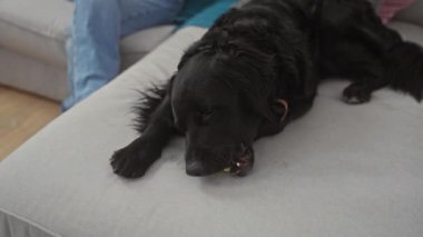 Siyah labrador köpeği, ağzında tenis topuyla gri bir kanepede yatarken, kot pantolonlu biri oturma odasının yanında oturuyor..