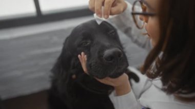 Bir kadın veteriner kliniğinde elinde pamukla siyah bir köpeğin gözünü temizliyor..