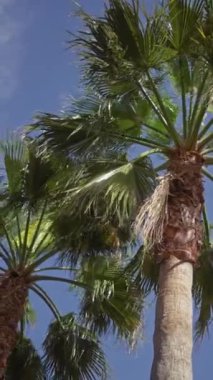 Berrak mavi gökyüzüne karşı yemyeşil palmiye ağaçları, tropikal Washingtonia robusta türlerini sergiliyor..