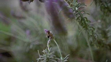 Bir arı lavandula stoechas 'ı döller, doğal bir açık hava murcia' sında, İspanya ayarı.