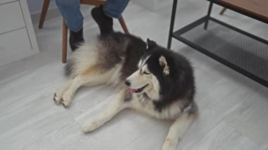 Modern bir veteriner kliniğinde köpeğiyle sakince oturan İspanyol bir adam..