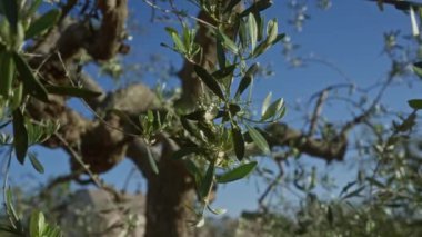 Açık havada, Puglia, İtalya 'da mavi gökyüzünün altında uzanan zeytin dalı ve yaprakların yakın çekimleri, yeşillik ve Akdeniz manzarasının ayrıntılarını yakalıyor..