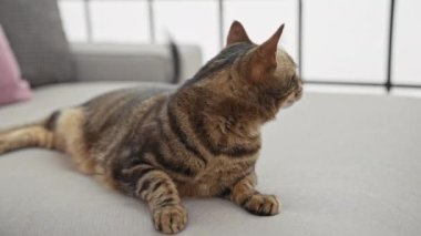 Evcil, kahverengi bir tekir kedi koltukta uzanıyor rahat bir ev ortamında, rahat ve memnun bir ifade sergiliyor..