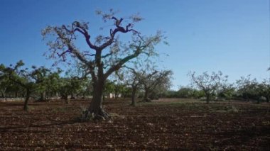 Güney İtalya 'da güneşli bir puglia arazisinde büyüyen eğri büğrü zeytin ağaçlarının manzarası bölgenin kırsal cazibesini ve tarımsal önemini gözler önüne seriyor..