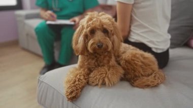 Bir labrador evde, sağlık hizmetleri üniformalı bir kadın ve erkeğin arkasında dinleniyor..