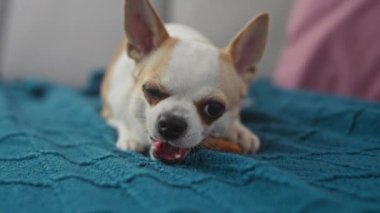 Bir chihuahua köpeği, kapalı bir yerde mavi dokulu bir battaniyenin üzerinde yatarken kemik çiğniyor..