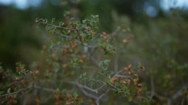 Açık havada, bir çalılıkta yeşil ve kahverengi yaprakların bulanık, detaylı yakın plan görüntüsü, doğal ortam, yaprağın dokusunu ve çürümesini yakalıyor..